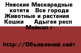 Невские Маскарадные котята - Все города Животные и растения » Кошки   . Адыгея респ.,Майкоп г.